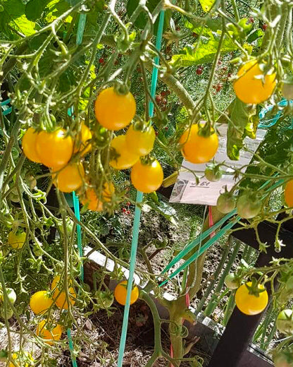 N0061: Ildi Cherry Tomato - Черри Ильди - Tomate Ildi