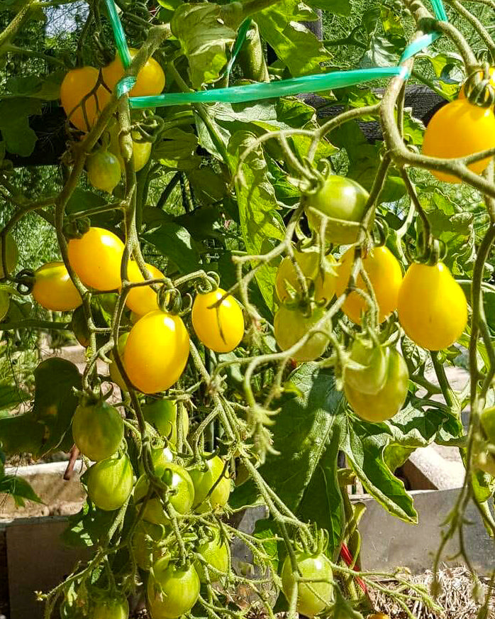 N0061: Ildi Cherry Tomato - Черри Ильди - Tomate Ildi
