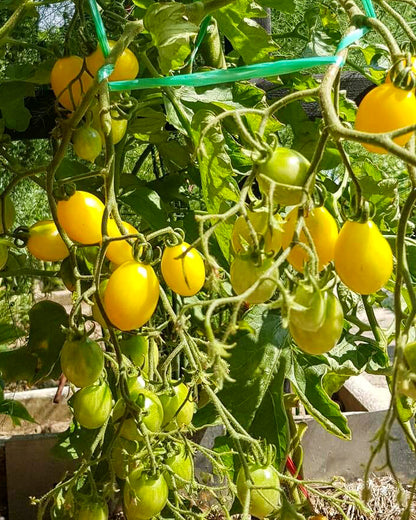 N0061: Ildi Cherry Tomato - Черри Ильди - Tomate Ildi