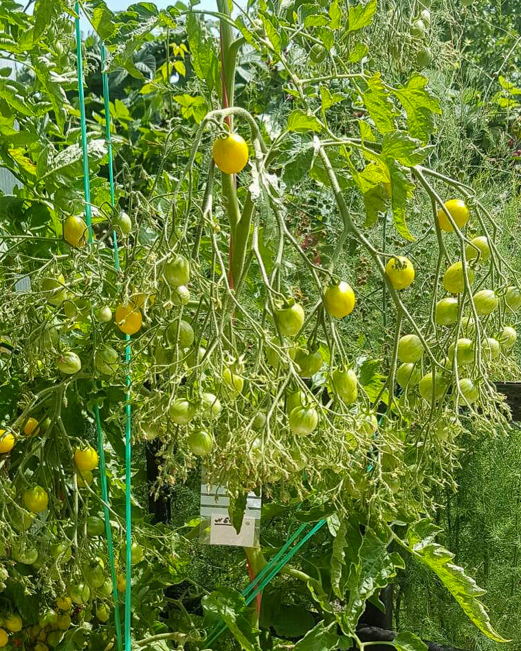 N0061: Ildi Cherry Tomato - Черри Ильди - Tomate Ildi