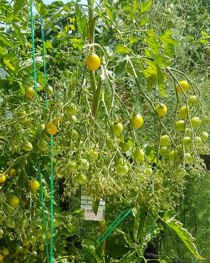 N0061: Ildi Cherry Tomato - Черри Ильди - Tomate Ildi