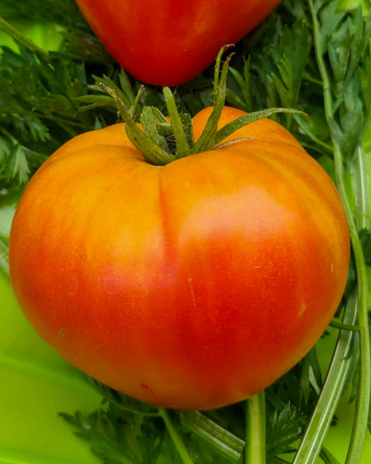 N0173: Kozula 156 - Козула 156