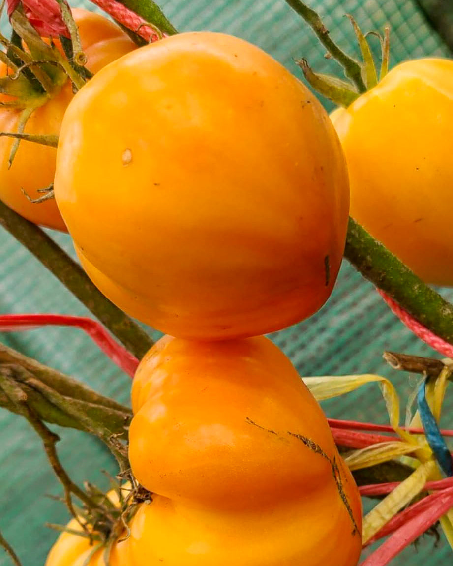 N0173: Kozula 156 - Козула 156