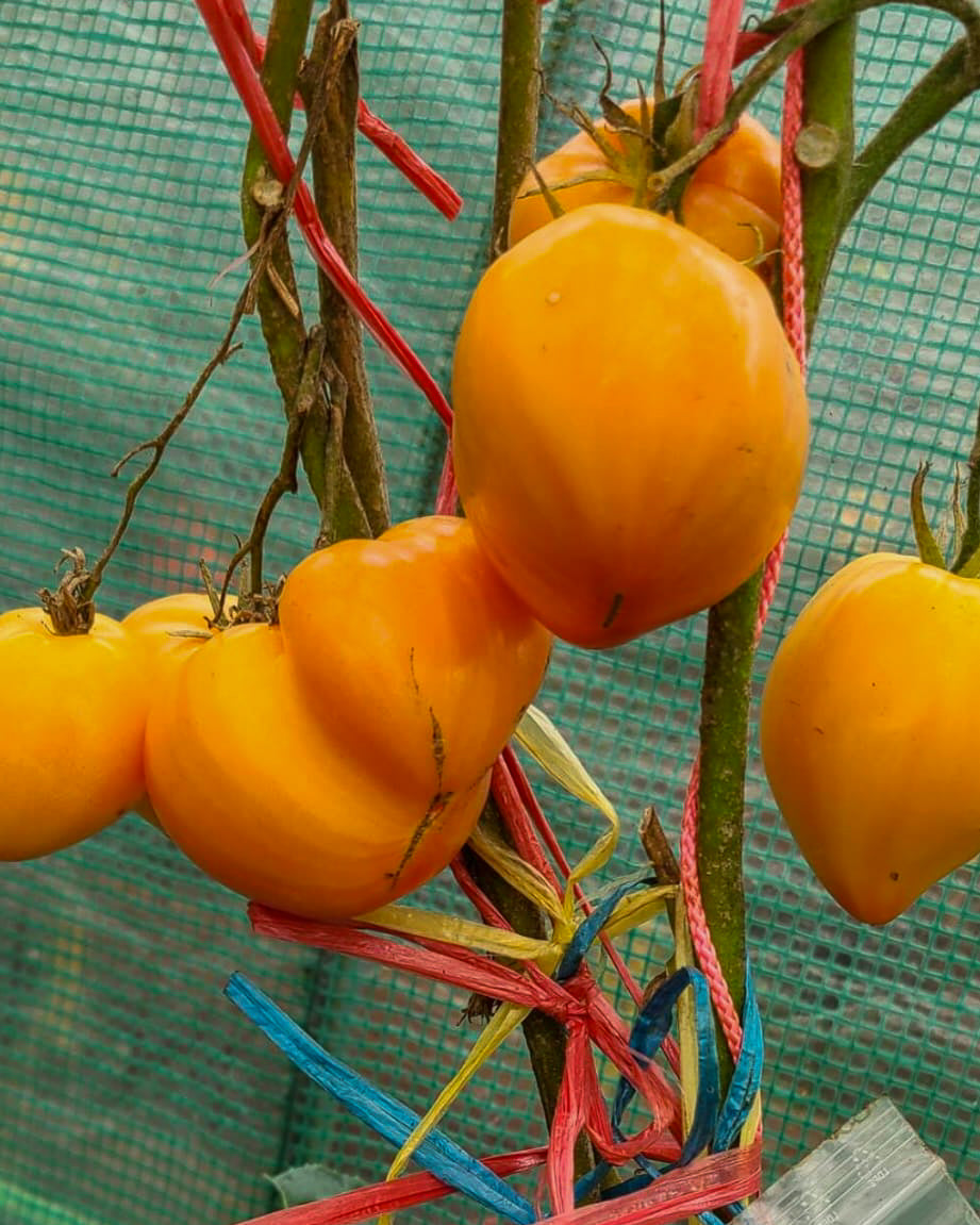 N0173: Kozula 156 - Козула 156