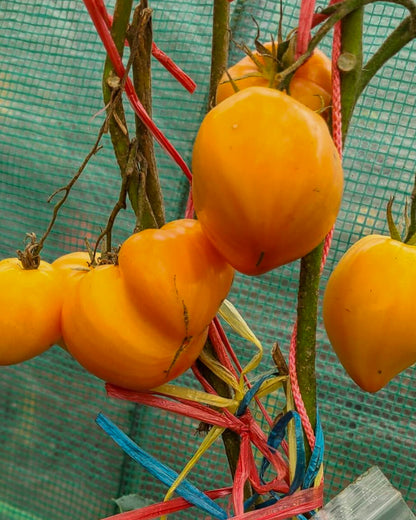 N0173: Kozula 156 - Козула 156