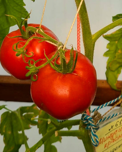 N0618: Minusinskij Rot - Минусинский Красный - Minusinsky Red
