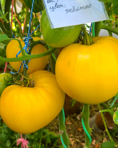 N0617: Minusinskij Zitronenherz - Минусинское Лимонное Сердце - Minusinsky Lemon Heart