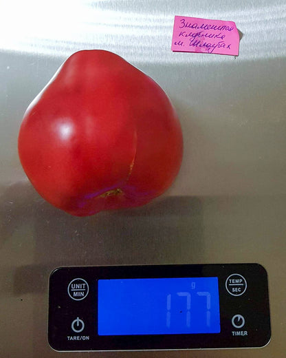 N0161: Mrs. Schlaubach Famous Strawberry - Знаменитая Клубника Миссис Шлаубах - Frau Schlaubach's Berümte Erdbeere