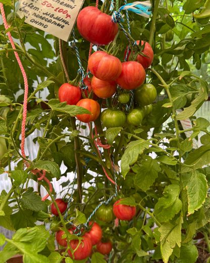 N0818 - Strawberry Waterfall Striped - Клубничный Водопад Полосатый - Gestreifter Erdbeerwasserfall