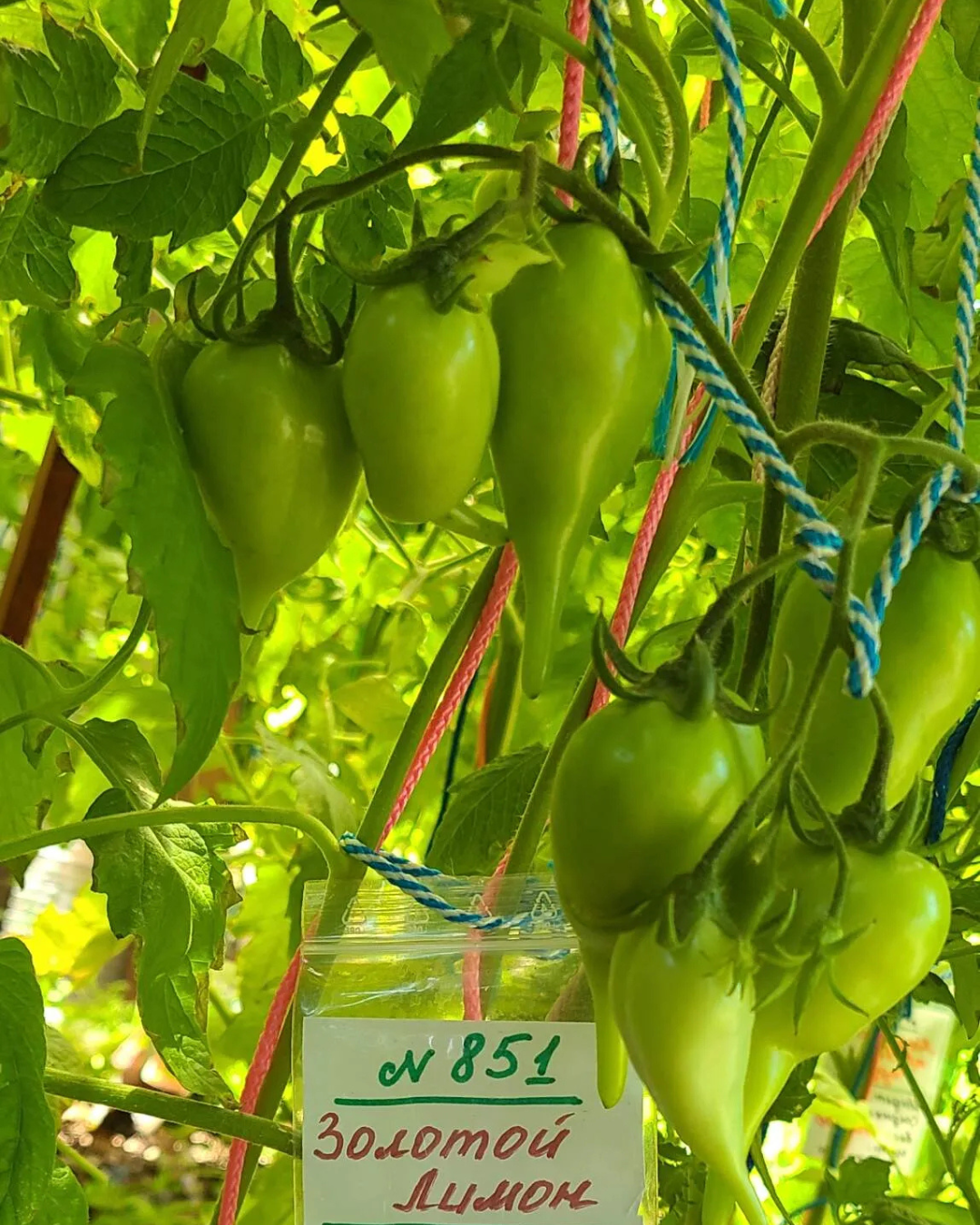 N0851 - Golden Lemon - Золотой лимон - Goldene Zitrone