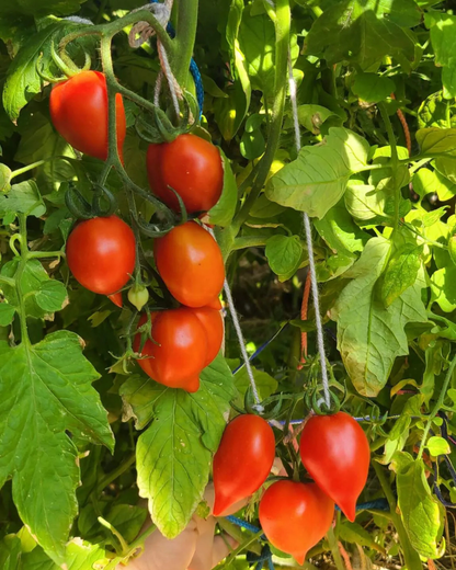 N0853 - Mount Vesuvius - Черри Гора Везувий - Cherry Vesuv