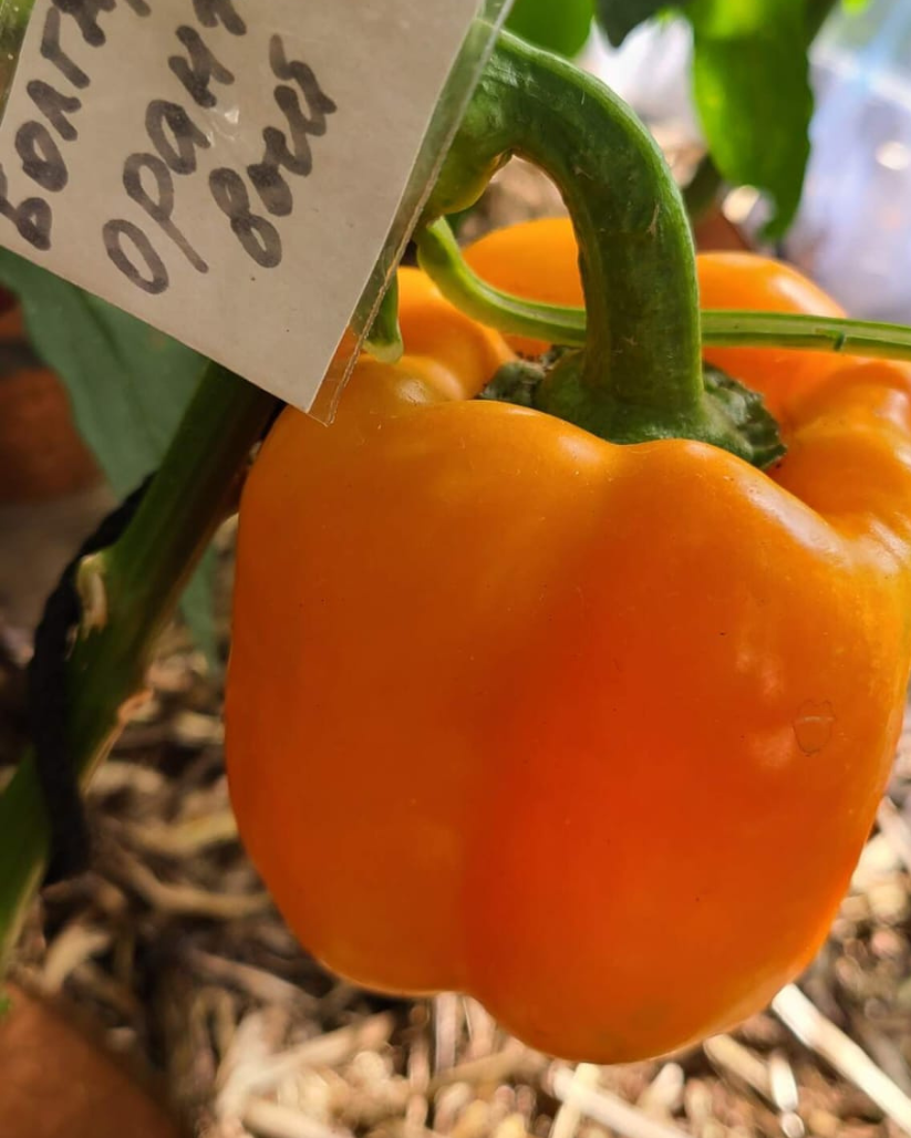 N2003: Bulgarisch Orange - Болгарский Оранжевый