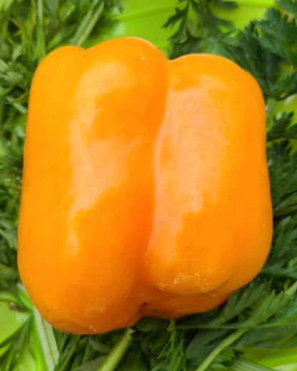 N2003: Bulgarisch Orange - Болгарский Оранжевый