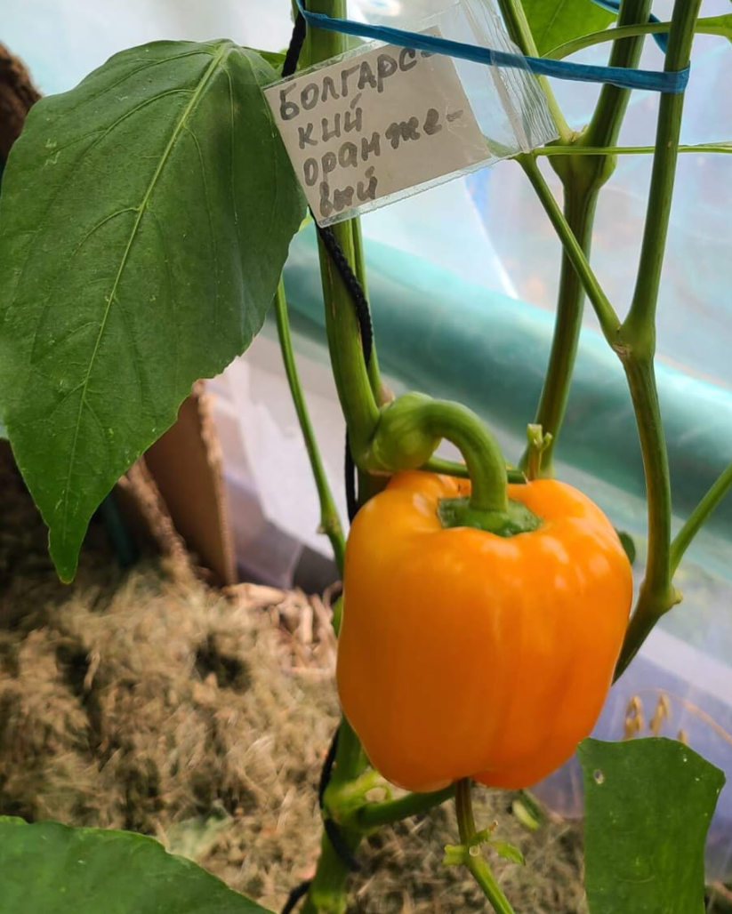 N2003: Bulgarisch Orange - Болгарский Оранжевый