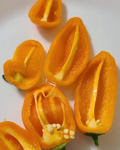 N2036: Flynn Orange - Флюн Оранжевый