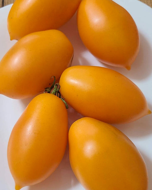 N0551: Orange Caprese - Оранжевый Капрезе