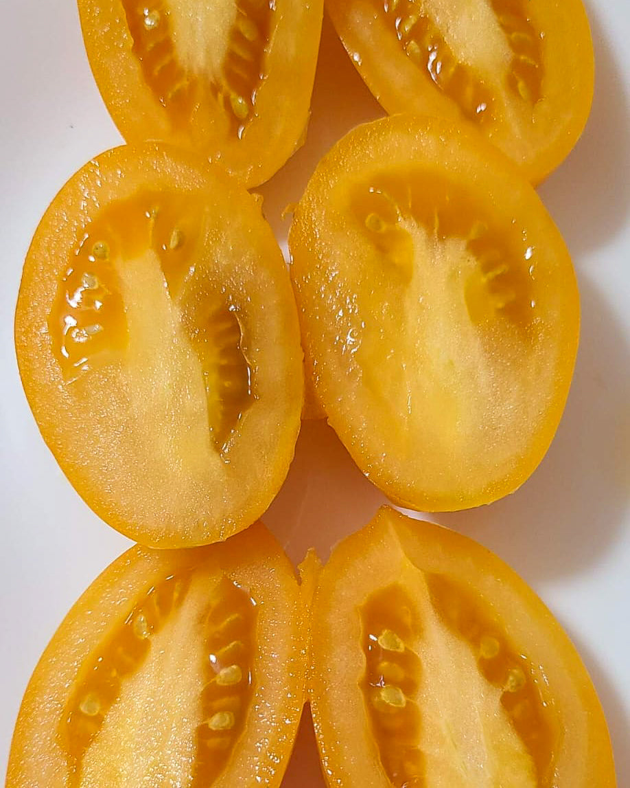 N0551: Orange Caprese - Оранжевый Капрезе