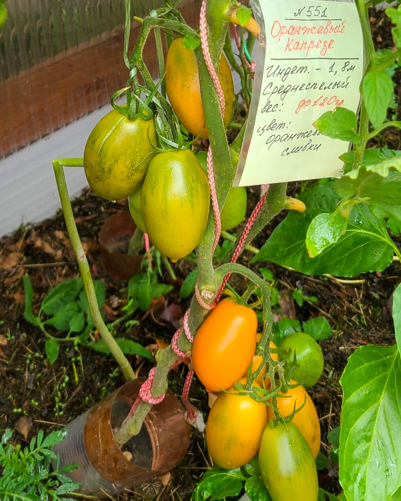 N0551: Orange Caprese - Оранжевый Капрезе