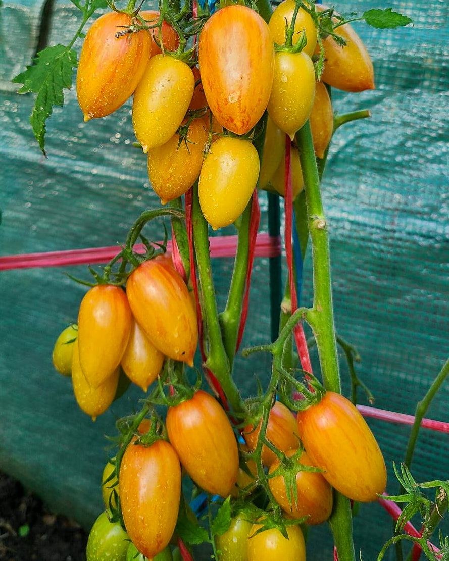 N0112: Orange Dream - Оранжевая Мечта - Orangener Traum