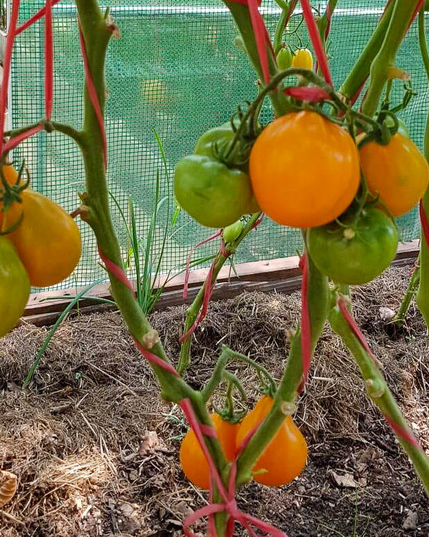 N0175: Orange Pear - Оранжевая Груша - Orangene Birne