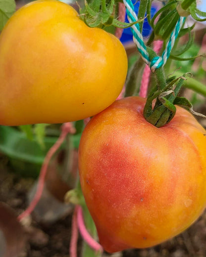 N0595: Orangene Mango - Апельсиновое Манго