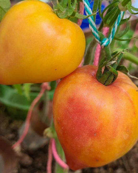 N0595: Orangene Mango - Апельсиновое Манго