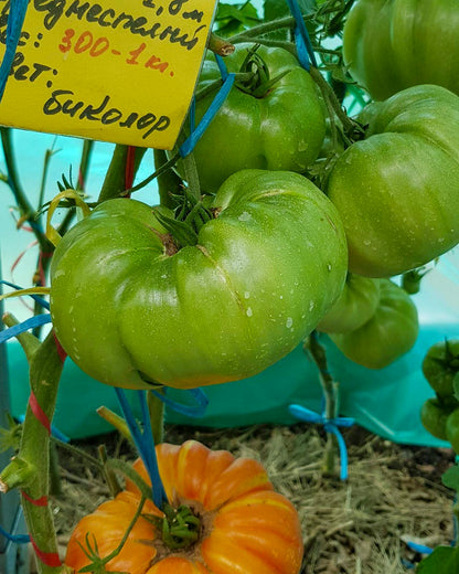 N0164: Paw Paw Yellow - Дедуля Жёлтый - Gelber Opa