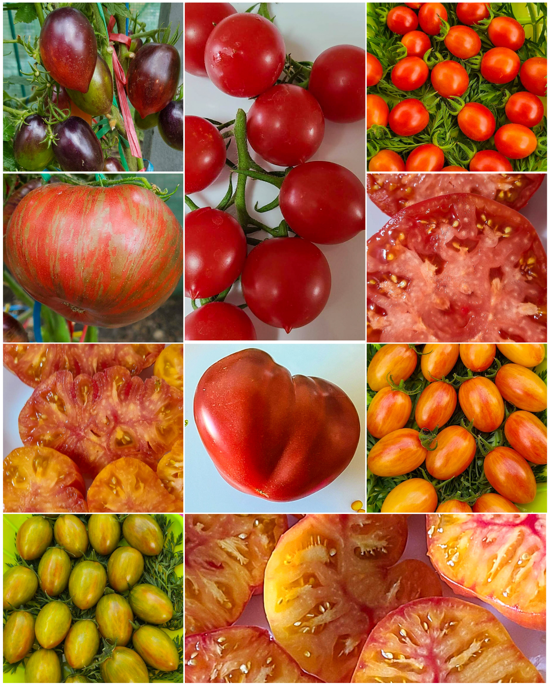 Vorteilspack N5009: Pflegeleichte - 10 Sorten/100 Tomatensamen