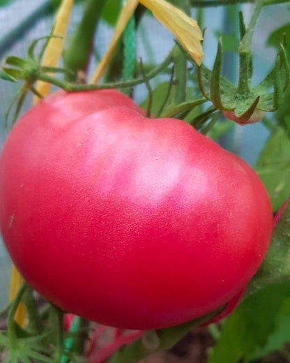 N0019: Pink Honey - Розовый Мёд - Rosa Honig