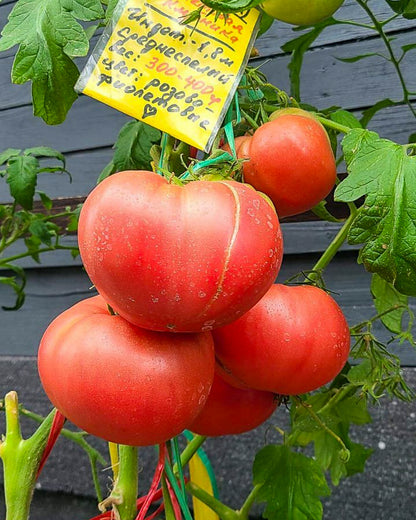 N0207: Purple Strawberry - Фиолетовая Клубника - Lila Erdbeere