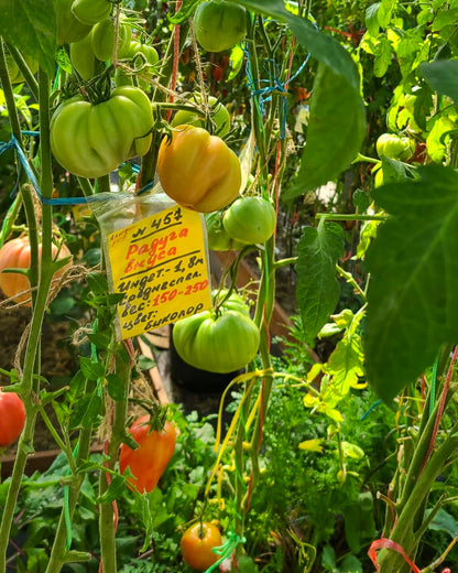 N0457: Rainbow of Flavors - Радуга Вкуса - Regenbogen des Geschmacks