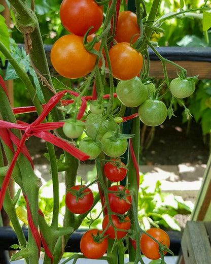 N0253: Red Cherry - Черри Вишенка Красная - Rote Kirschen