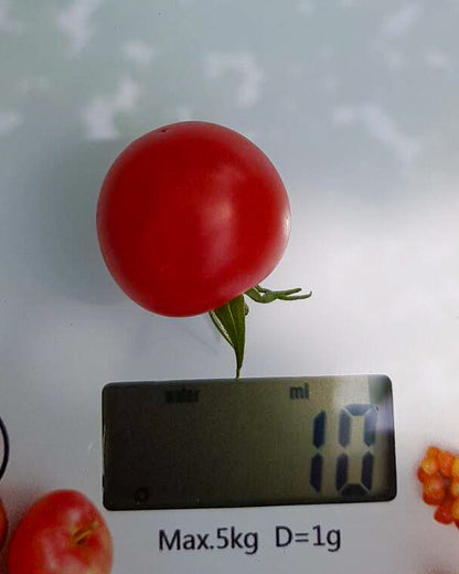 N0253: Red Cherry - Черри Вишенка Красная - Rote Kirschen