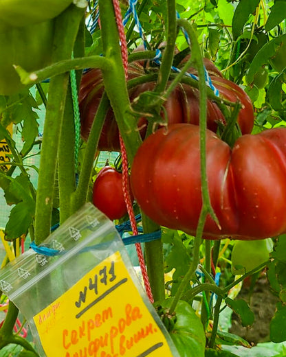N0471: Secret of Alifirov Cherry Bordeaux - Секрет Алифирова Бордово Вишнёвый - Geheimnis von Alifirov Kirsche Bordeaux