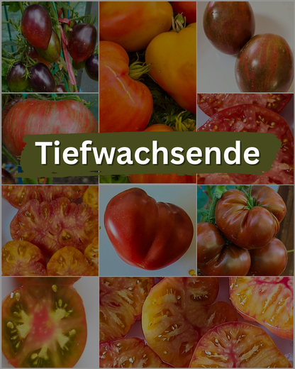 Vorteilspack N5008: Tiefwachsende - 10 Sorten/100 Tomatensamen