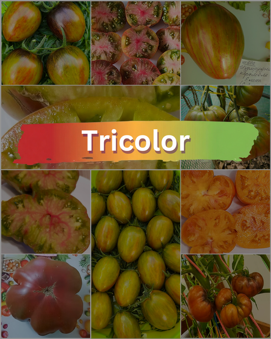 Vorteilspack N5004: Tricolor - 10 Sorten/100 Tomatensamen
