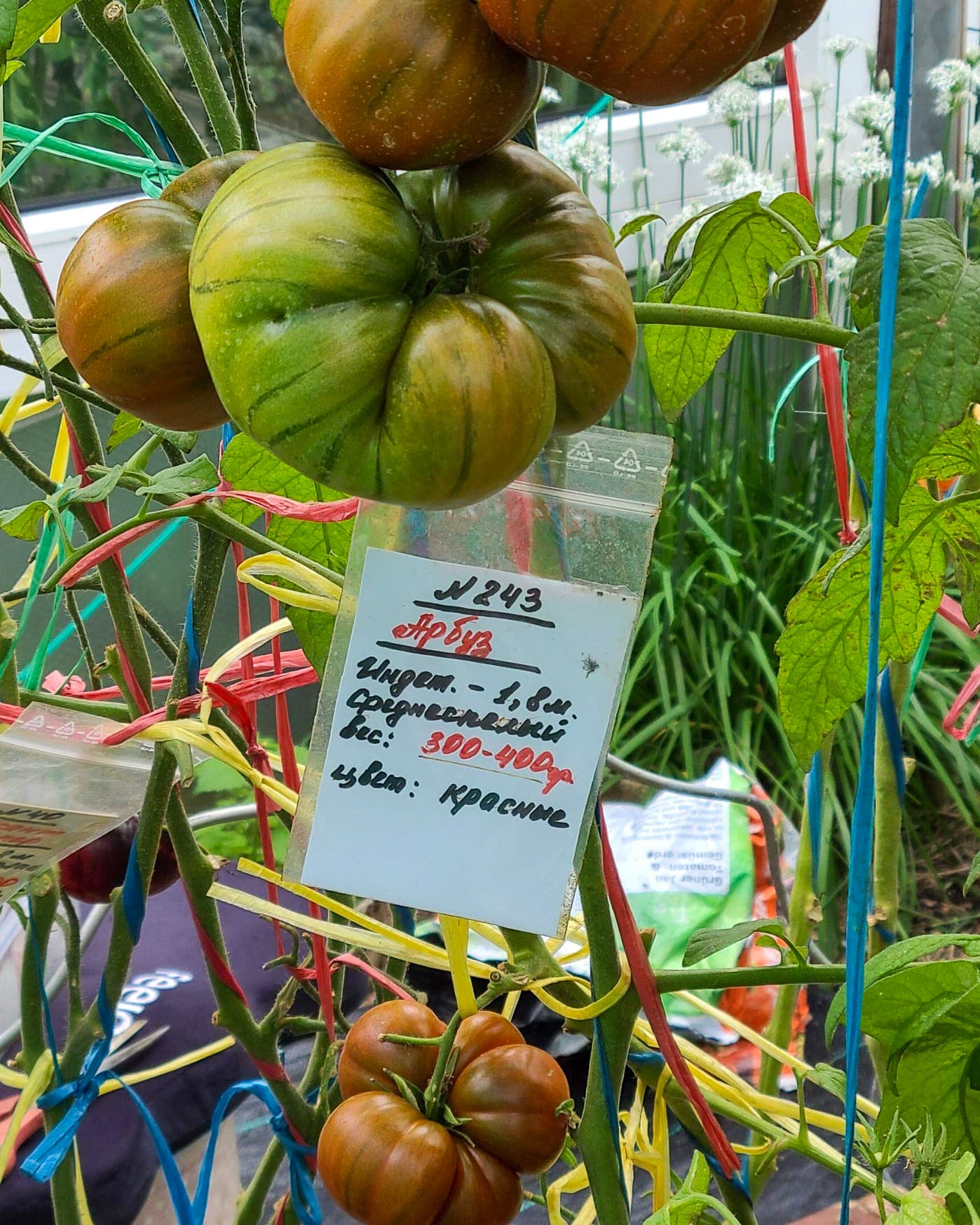 N0243: Watermelon - Арбуз - Wassermelone