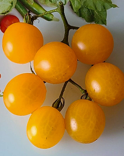 N0254: Yellow Cherry - Черри Вишенка Жёлтая - Gelbe Kirschen