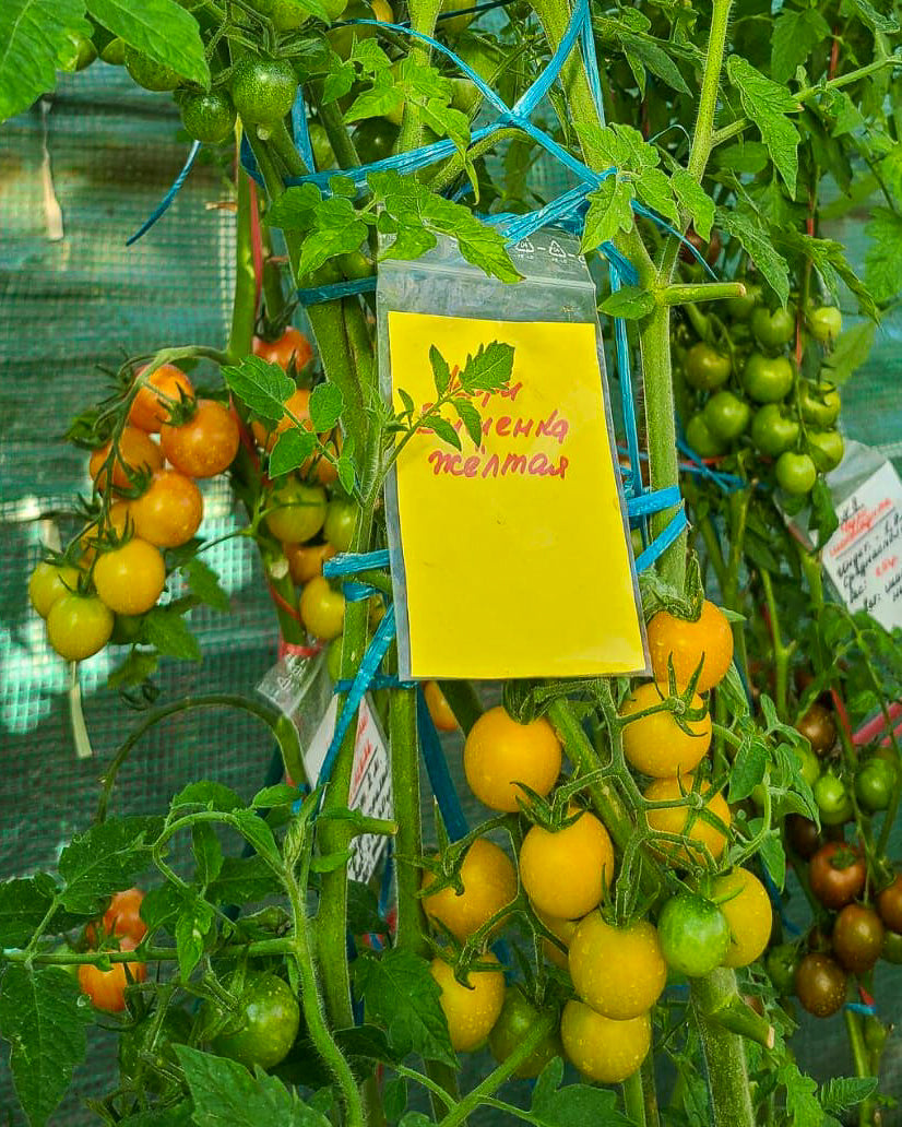 N0254: Yellow Cherry - Черри Вишенка Жёлтая - Gelbe Kirschen