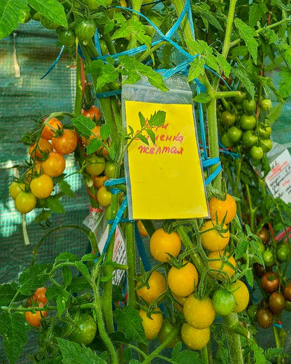 N0254: Yellow Cherry - Черри Вишенка Жёлтая - Gelbe Kirschen