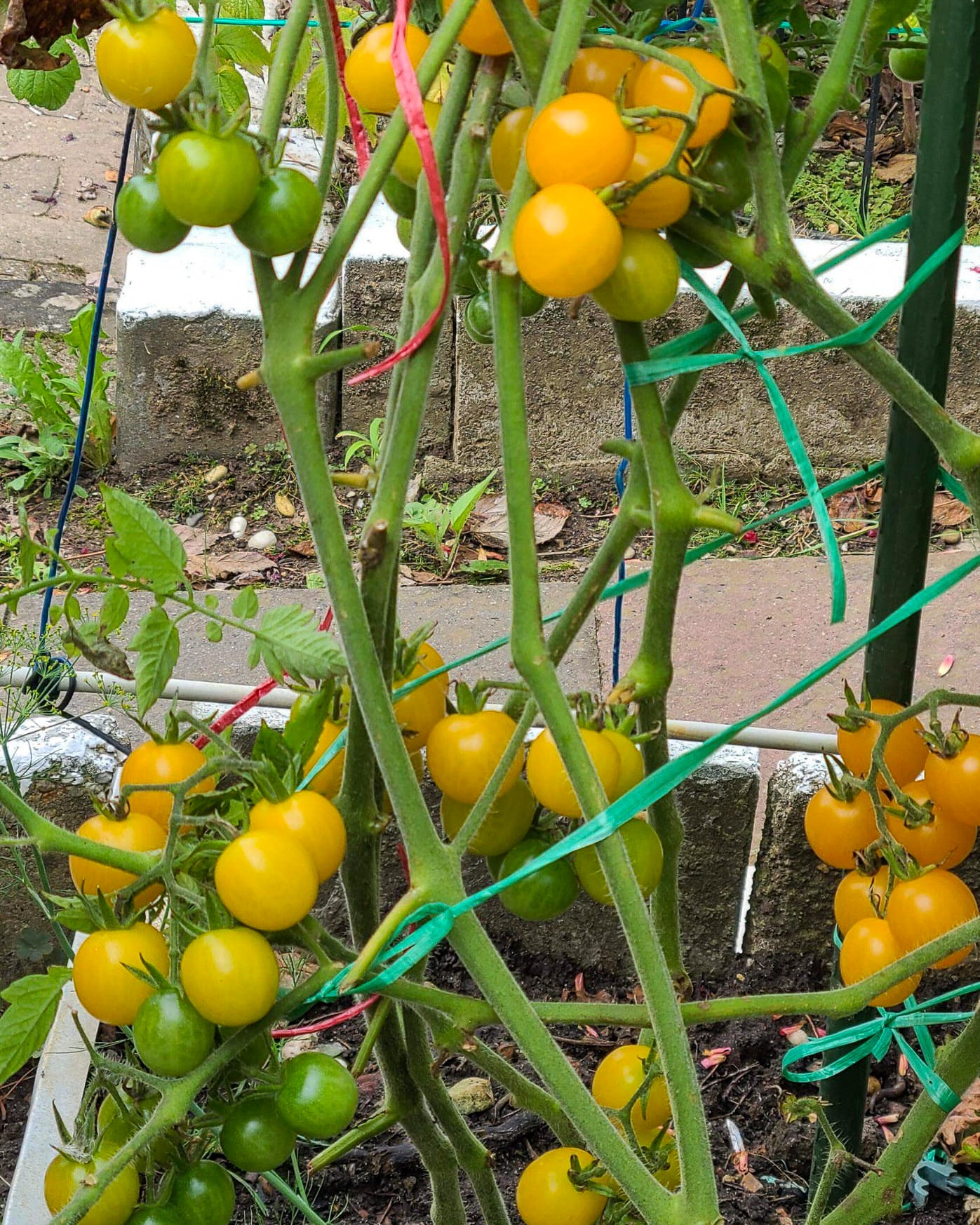 N0254: Yellow Cherry - Черри Вишенка Жёлтая - Gelbe Kirschen