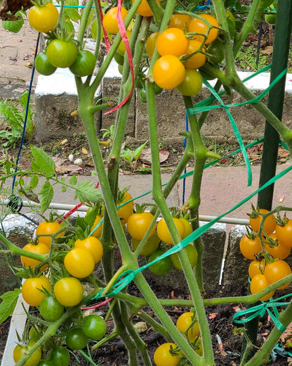 N0254: Yellow Cherry - Черри Вишенка Жёлтая - Gelbe Kirschen