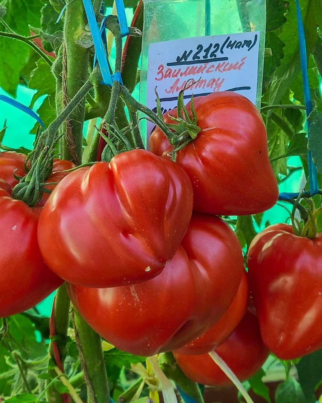 N0212: Zailian Alatau Rot - Заилийский Алатау Красный